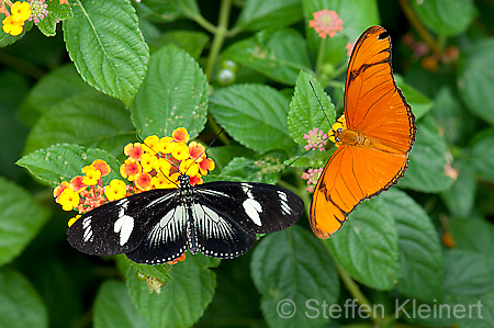 264 Doris-Falter - Heliconius doris